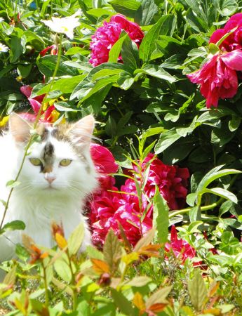 Katze