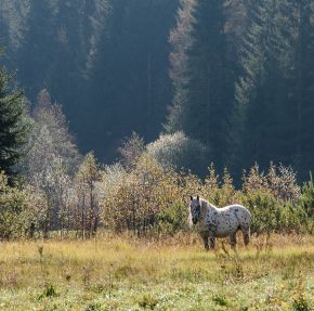 pferd-wiesenbauer.jpg